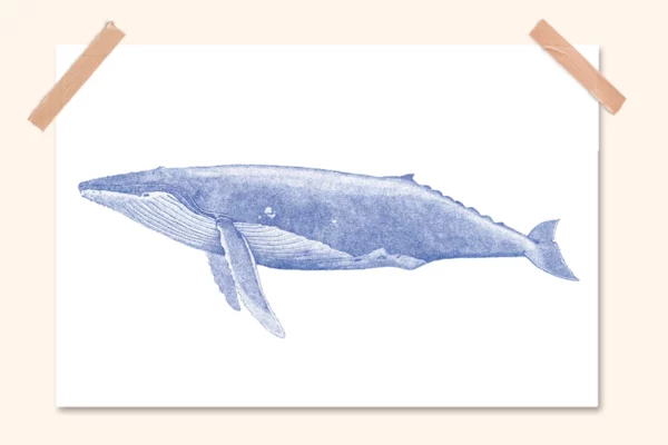 Illustration baleine bleue