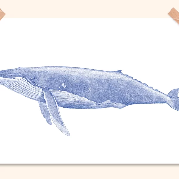 Illustration baleine bleue