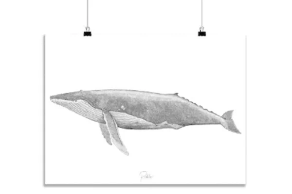 Illustration grosse baleine