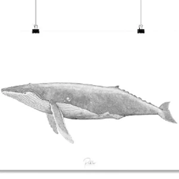 Illustration grosse baleine